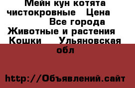 Мейн-кун котята чистокровные › Цена ­ 25 000 - Все города Животные и растения » Кошки   . Ульяновская обл.